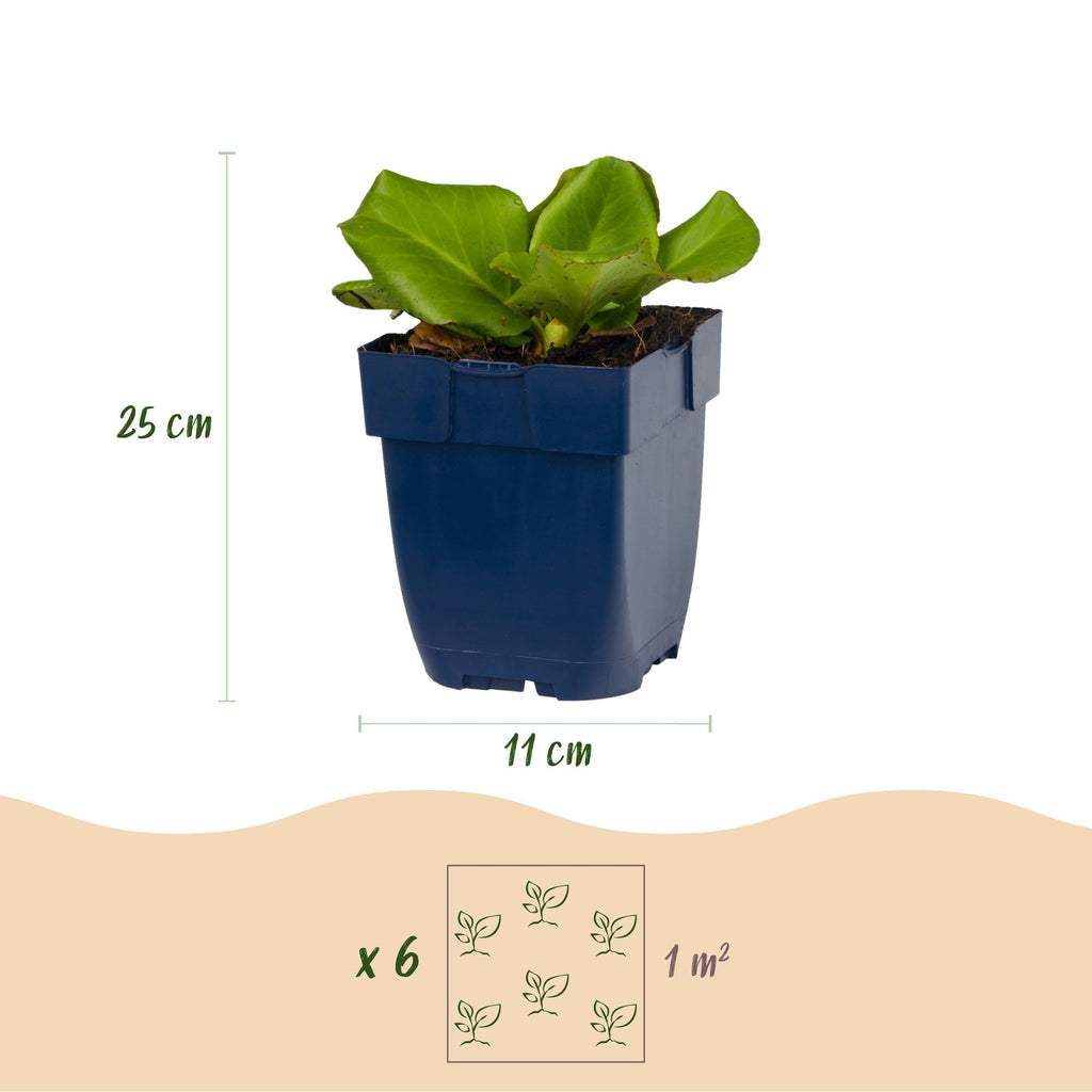 Vasteplant - Bergenia cordifolia - Schoenlappersplant - Schaduw - Roze - 24 Planten - Pot 11cm - Hoogte 15-25cm