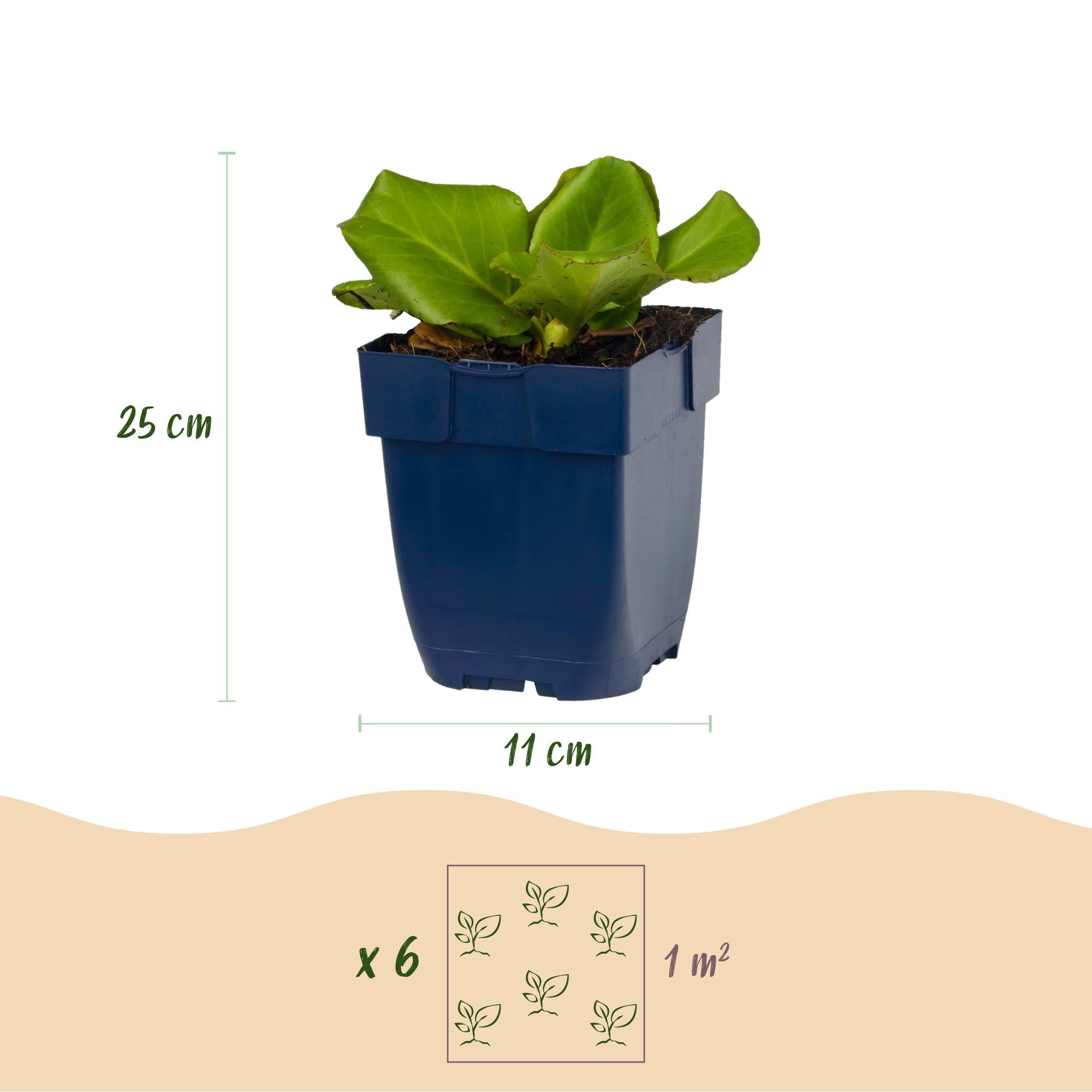 Vasteplant - Bergenia cordifolia - Schoenlappersplant - Schaduw - Roze - 24 Planten - Pot 11cm - Hoogte 15-25cm