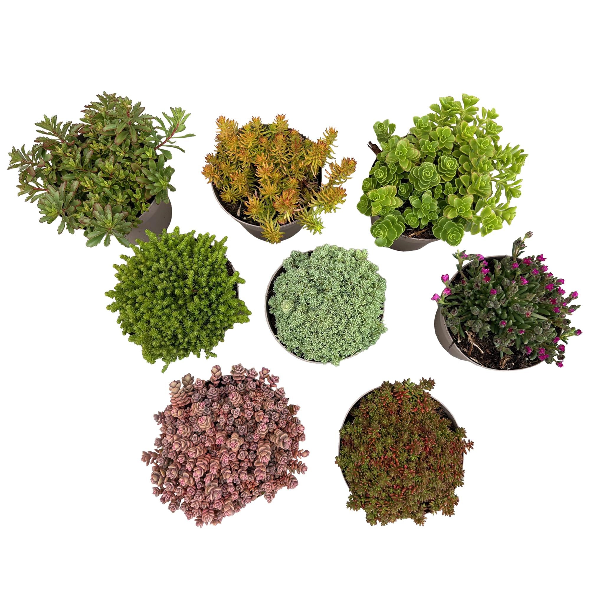 Bodembedekker - Winterhard - Alpine Mix - 8 Planten - Diversen Kleuren  - Weinig Onderhoud - Pot 14 Hoogte 17