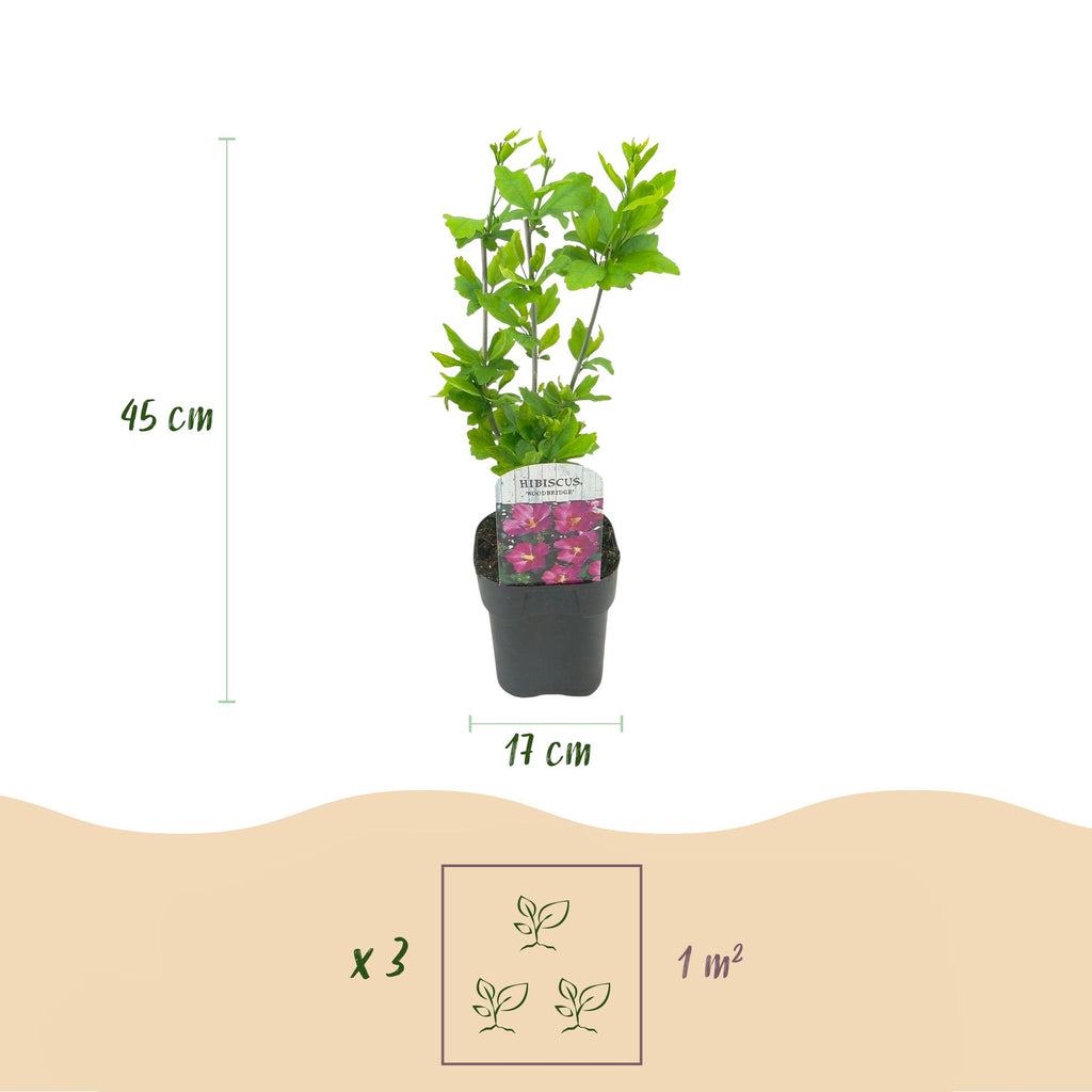 Tuinplant - Hibiscus syriacus Woodbridge - Tuin Hibiscus - Winterhard - Roze - 3 Planten - Pot 17cm - Hoogte 45cm