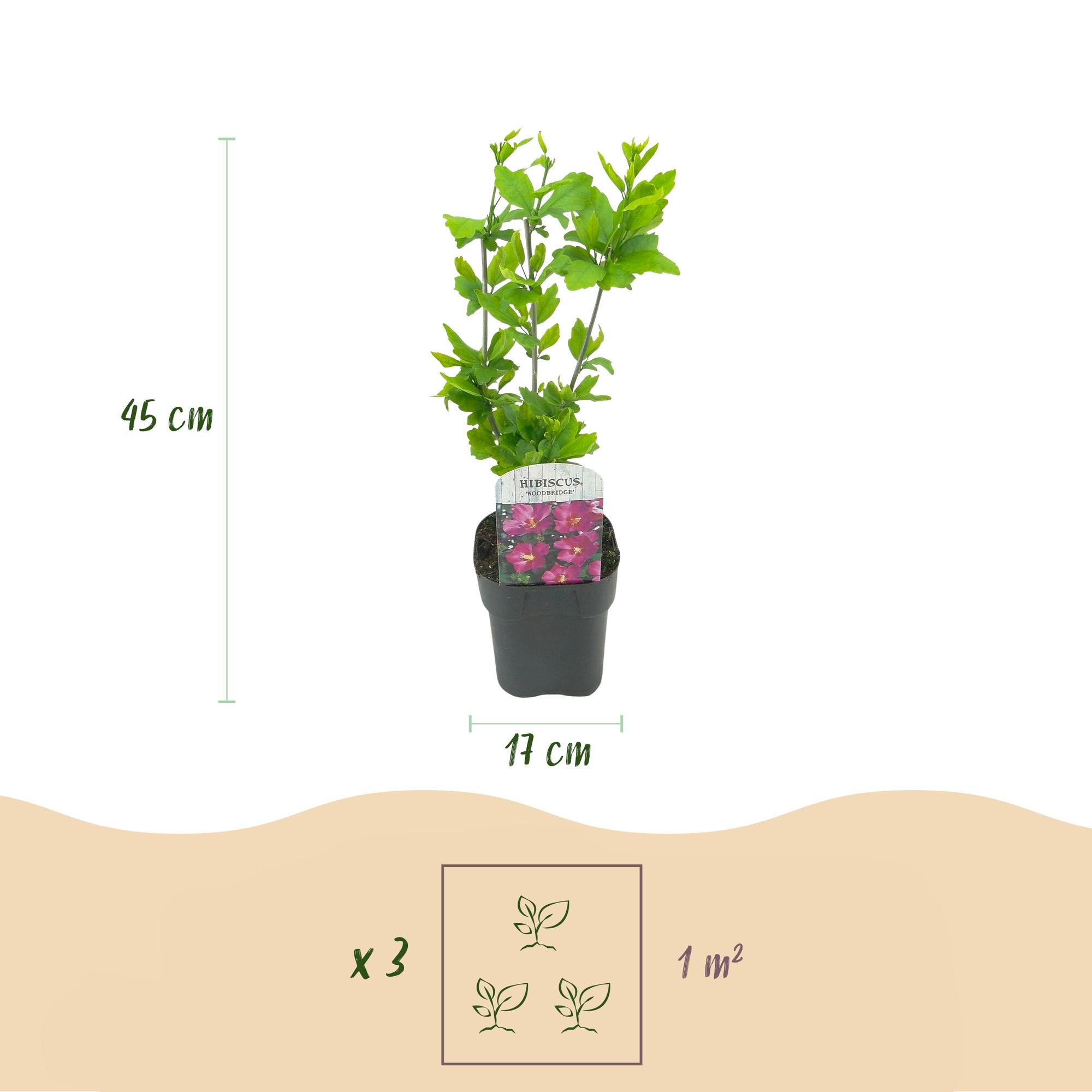 Tuinplant - Hibiscus syriacus Woodbridge - Tuin Hibiscus - Winterhard - Roze - 3 Planten - Pot 17cm - Hoogte 45cm