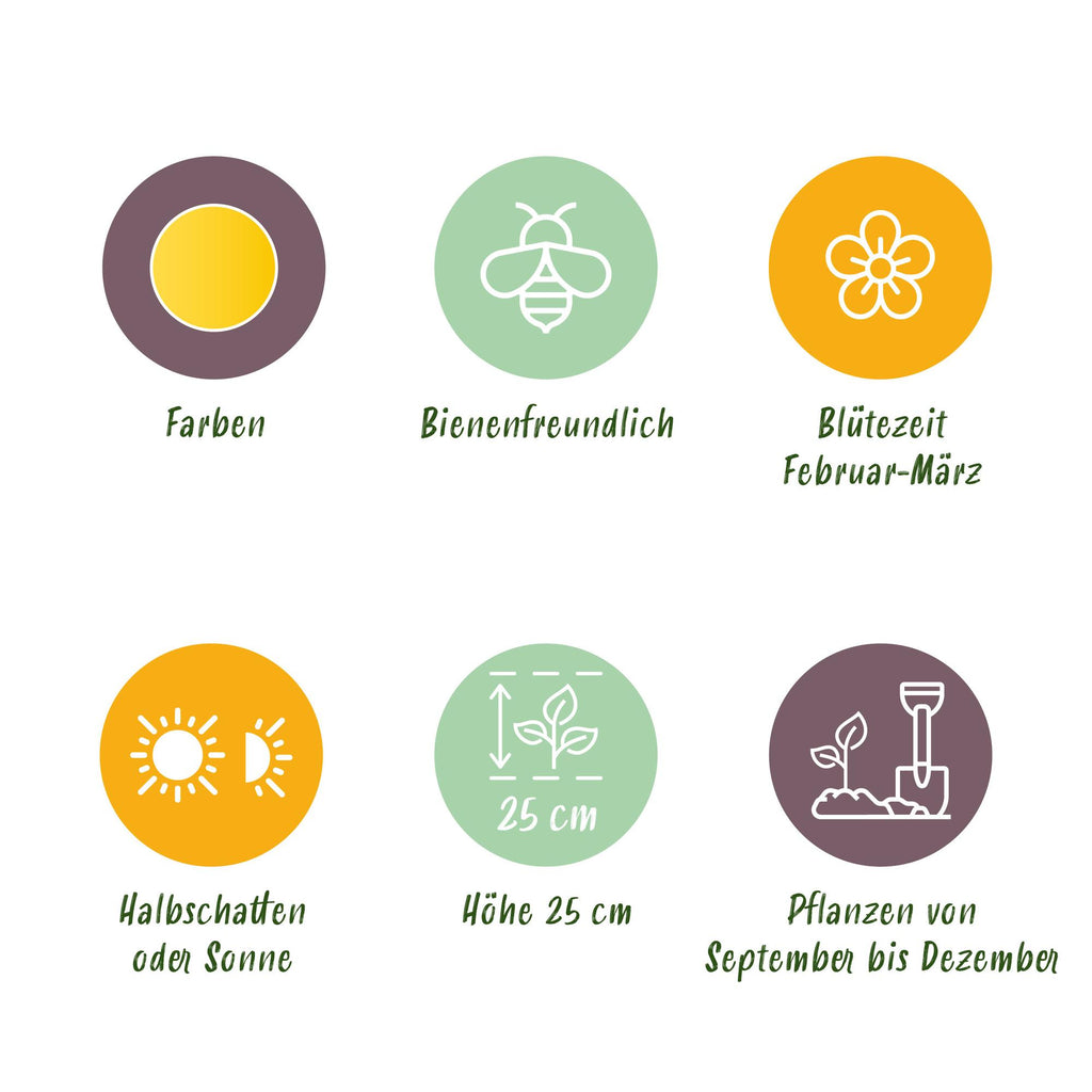 Bloembollen - Eranthis Cilicica - Kleur Geel - 25 stuks - Bolmaat 4/5 - XXL Pack