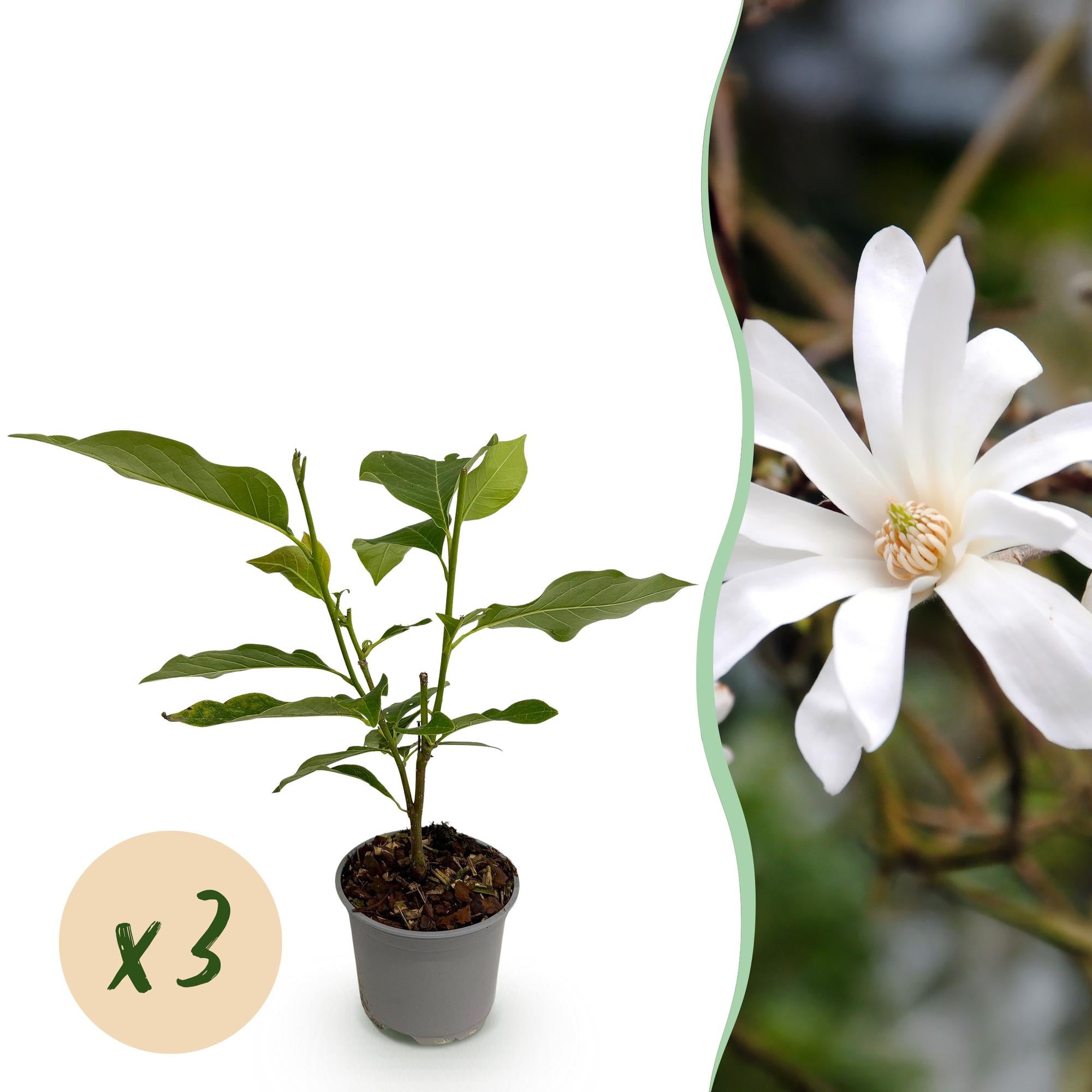Tuinplant - Magnolia stellata - Bloem Wit - 3 Planten - Bladverliezend - Weinig Onderhoud - Pot 12cm Hoogte 30cm