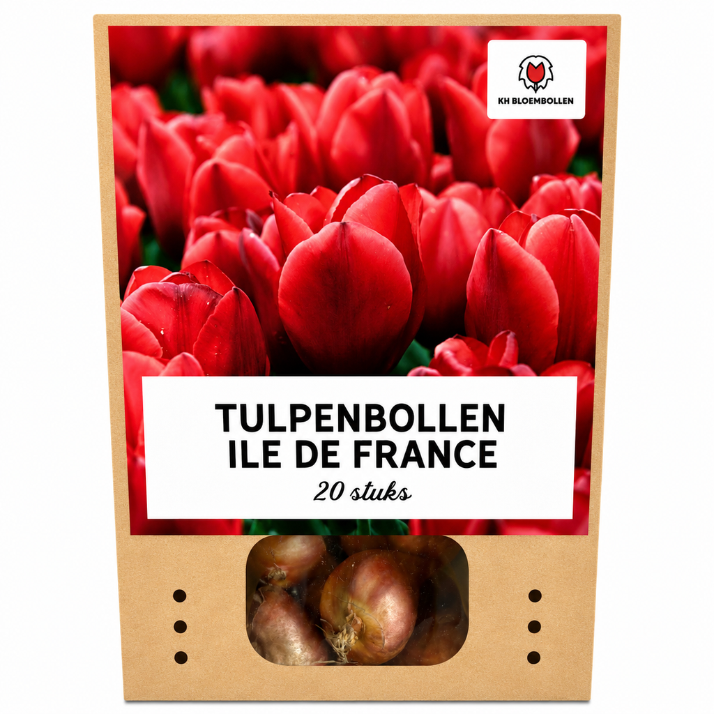 Tulpenbollen Ile de France – 20 Stuks | KH Bloembollen® | Dieprode Tulp – Klassiek, Krachtig & Elegant – Voor Tuin of Pot – Maat 11/12 – Vers van de Teler