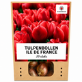 Tulpenbollen Ile de France – 20 Stuks | KH Bloembollen® | Dieprode Tulp – Klassiek, Krachtig & Elegant – Voor Tuin of Pot – Maat 11/12 – Vers van de Teler