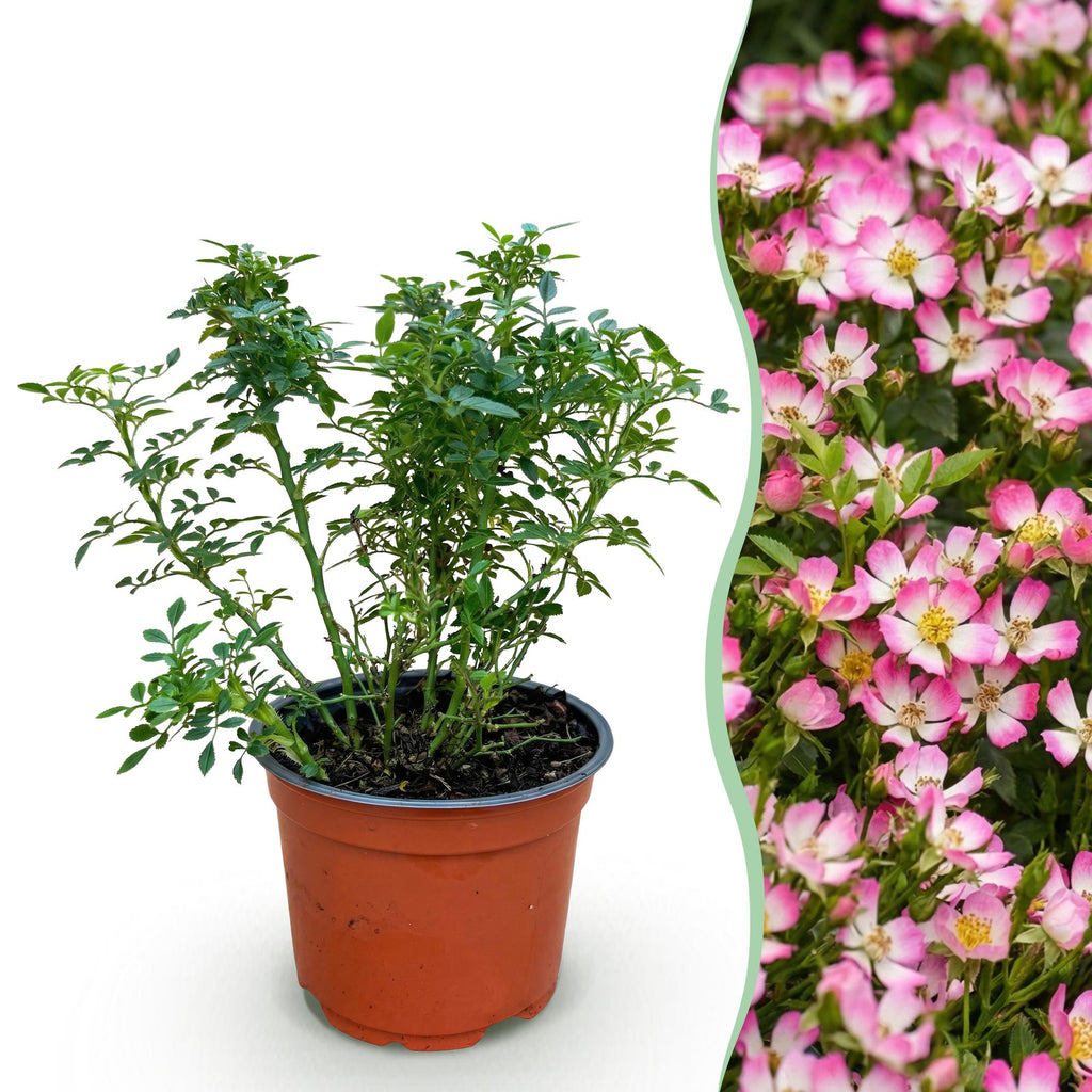 Tuin Roos - Rosa Cutie Pie - Roos - Winterhard - Roze - 1 Plant - Pot 12cm - Hoogte Hoogte 20-25cm