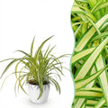 Kamerplant - Chlorophytum comosum Variegatum - Bonte Graslelie - Huisdiervriendelijke Plant - Groen - 1 Plant - met Potter Wit - Pot 12cm - Hoogte 20cm