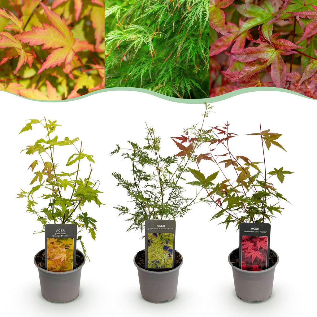 Tuinplant - Acer palmatum Tricolour - Rood-Groen-Oranje  - 3 Planten - Blad verliezend - Weinig Onderhoud - Pot 12cm Hoogte 35cm