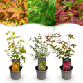 Tuinplant - Acer palmatum Tricolour - Rood-Groen-Oranje  - 3 Planten - Blad verliezend - Weinig Onderhoud - Pot 12cm Hoogte 35cm