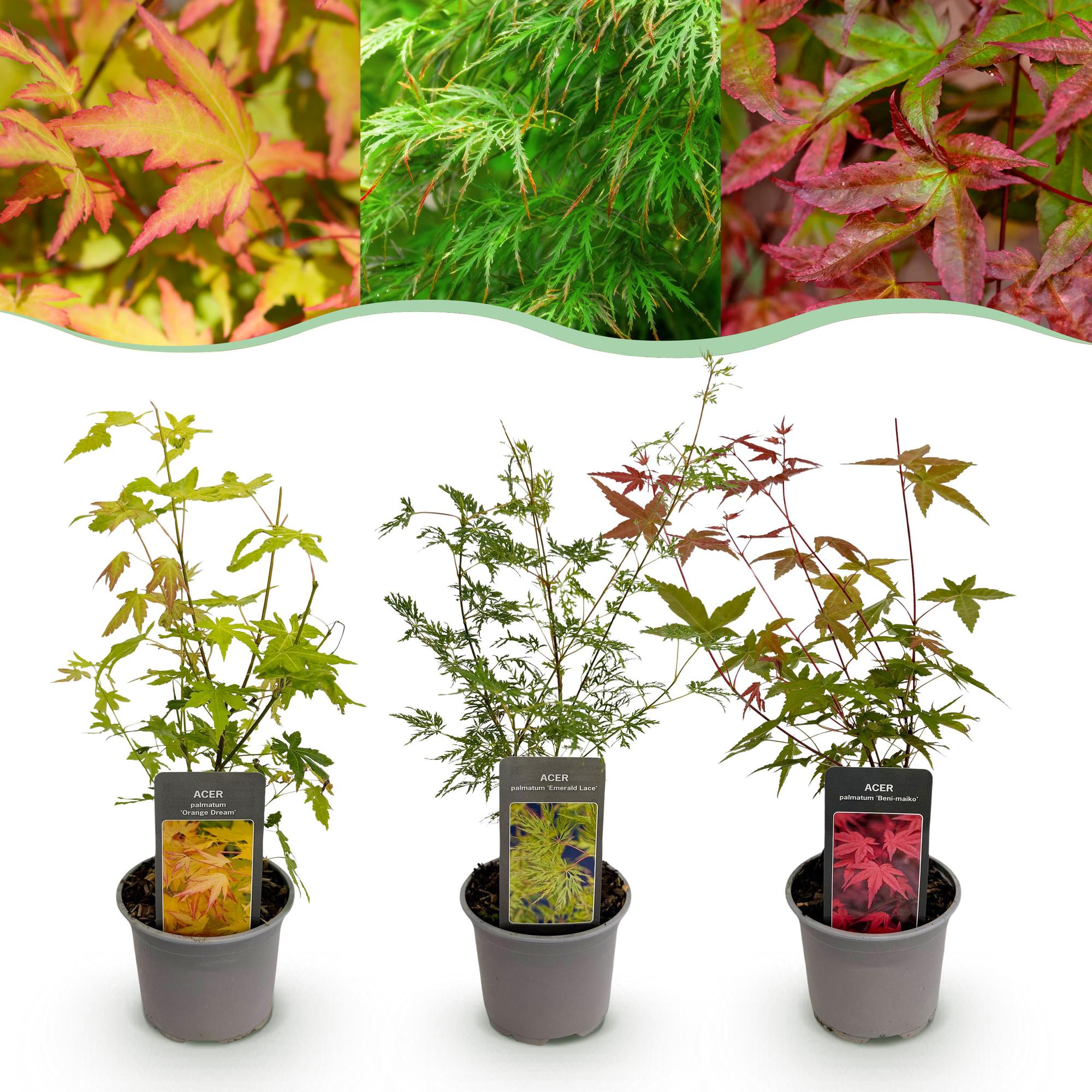 Tuinplant - Acer palmatum Tricolour - Rood-Groen-Oranje  - 3 Planten - Blad verliezend - Weinig Onderhoud - Pot 12cm Hoogte 35cm