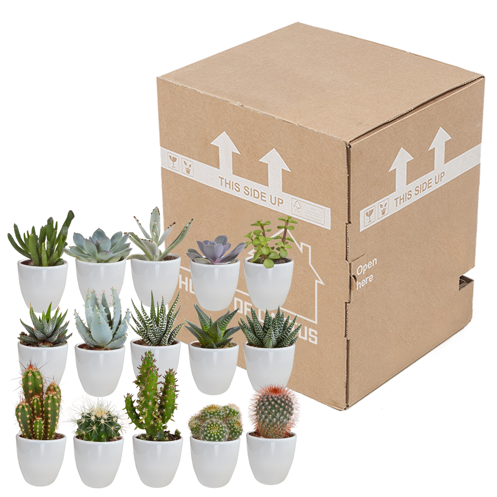 Cactus en vetplanten mix 5.5 cm | 15 stuks - in witte pot