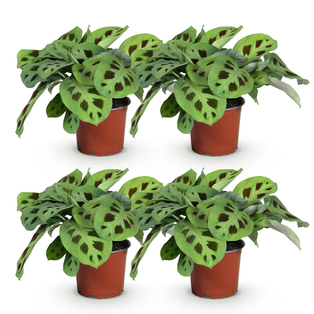 Kamerplant - Maranta Fascinator Kerchoveana - Gebedsplant - Huisdiervriendelijk - Groen - 4 Planten - Pot 12cm - Hoogte 30-35cm
