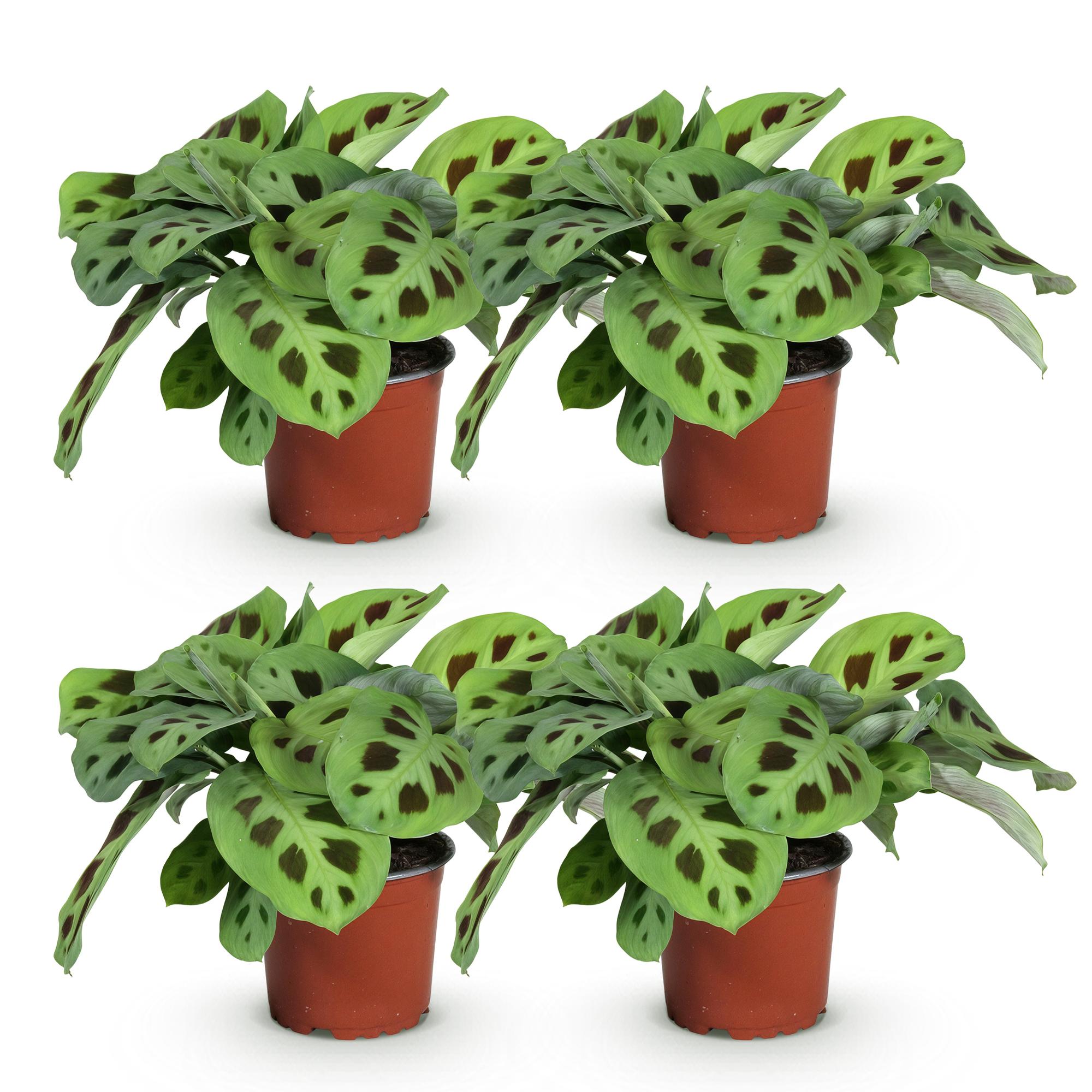 Kamerplant - Maranta Fascinator Kerchoveana - Gebedsplant - Huisdiervriendelijk - Groen - 4 Planten - Pot 12cm - Hoogte 30-35cm
