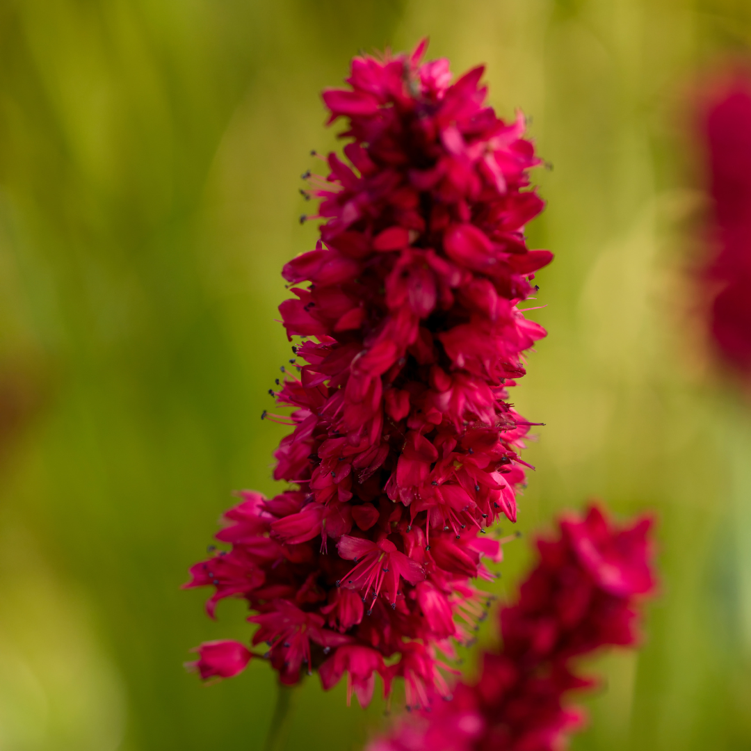 24x Persicaria a. 'Blackfield' - ↕10-25cm - Ø9cm