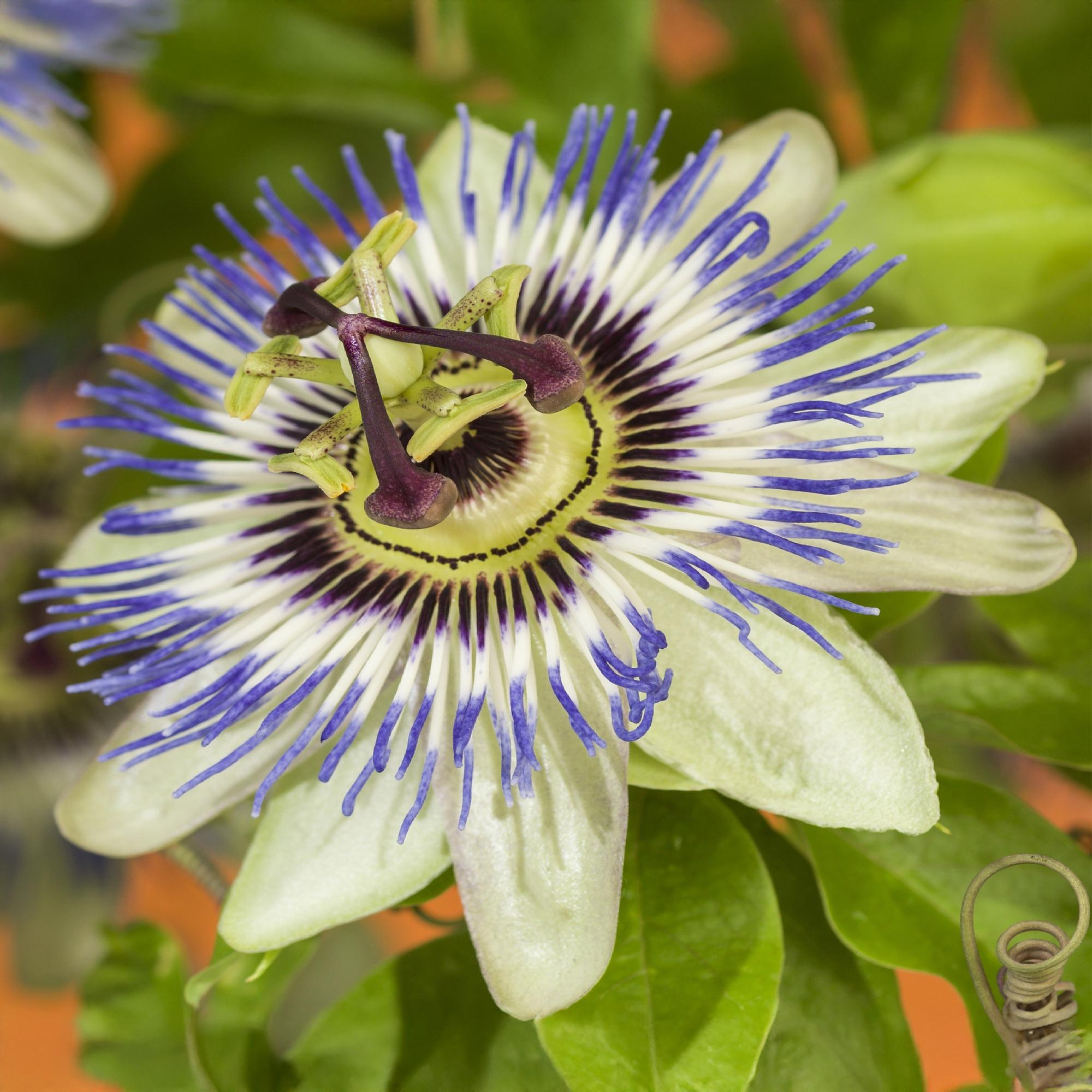 Passiebloem - Passiflora caerulea  - Bloem Blauw met Groen Wit - Weinig onderhoud - 2 planten - Pot 11cm Hoogte 40cm