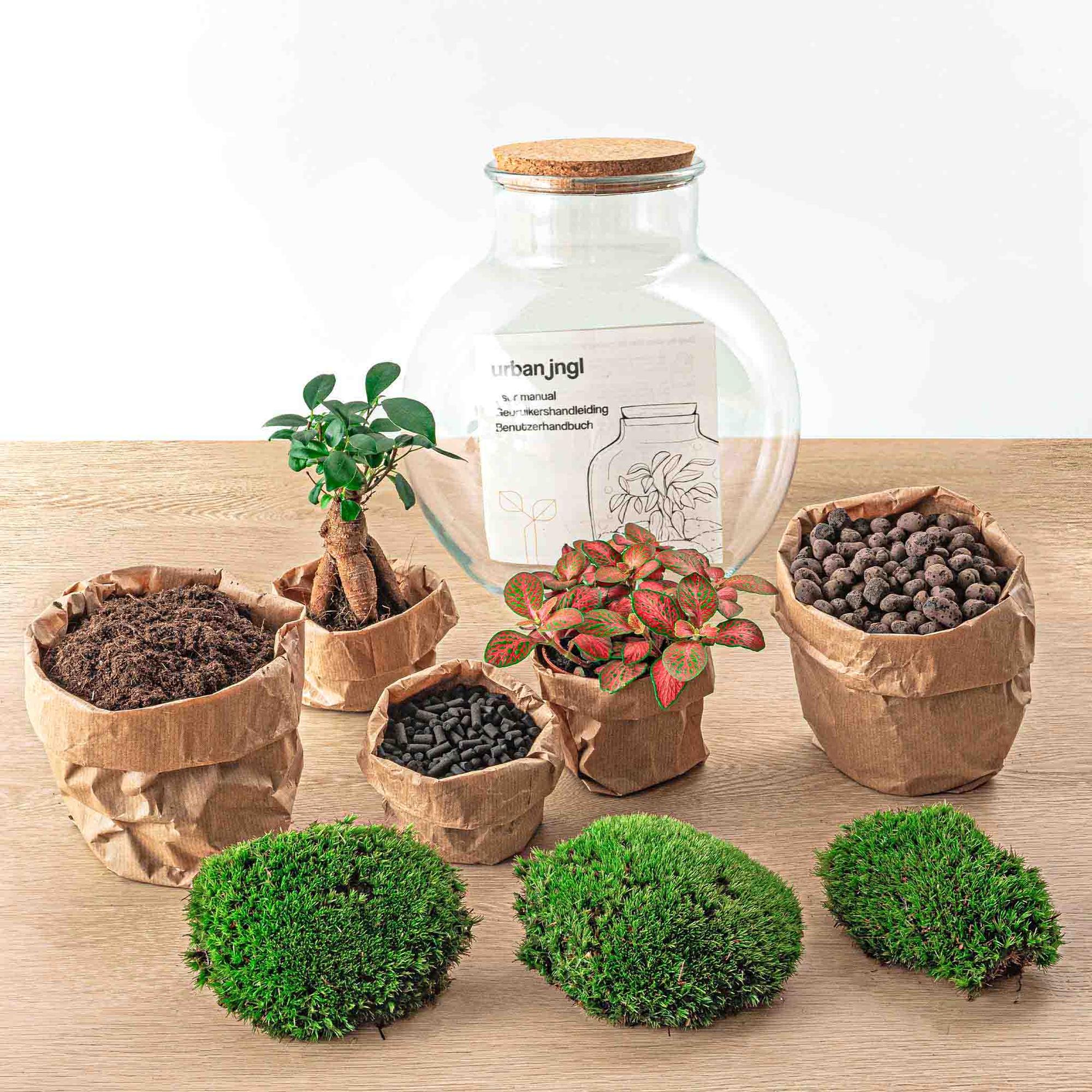 DIY Planten terrarium (met licht) - Teddy Bonsai - Ø 25 cm ↑ 26,5 cm - Rake + Shovel
