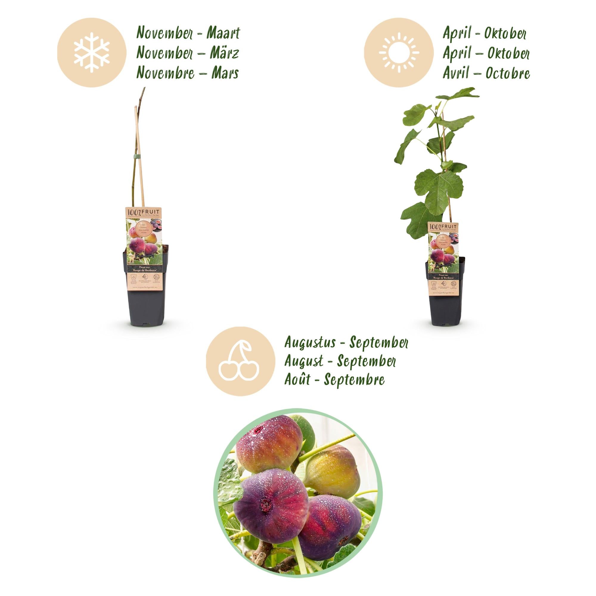 Fruitplant - Ficus carica Rouge de Bordeaux - Vijgenboom - Winterhard - Paarse Vrucht - 2 Planten - Pot 15cm - Hoogte 50cm