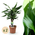 Green is... Kamerplanten - Dracaena fragrans Steudneri - Drakenbloedboom - Weinig onderhoud - Groen - 2 Planten - Pot 17cm - Hoogte 50-55cm