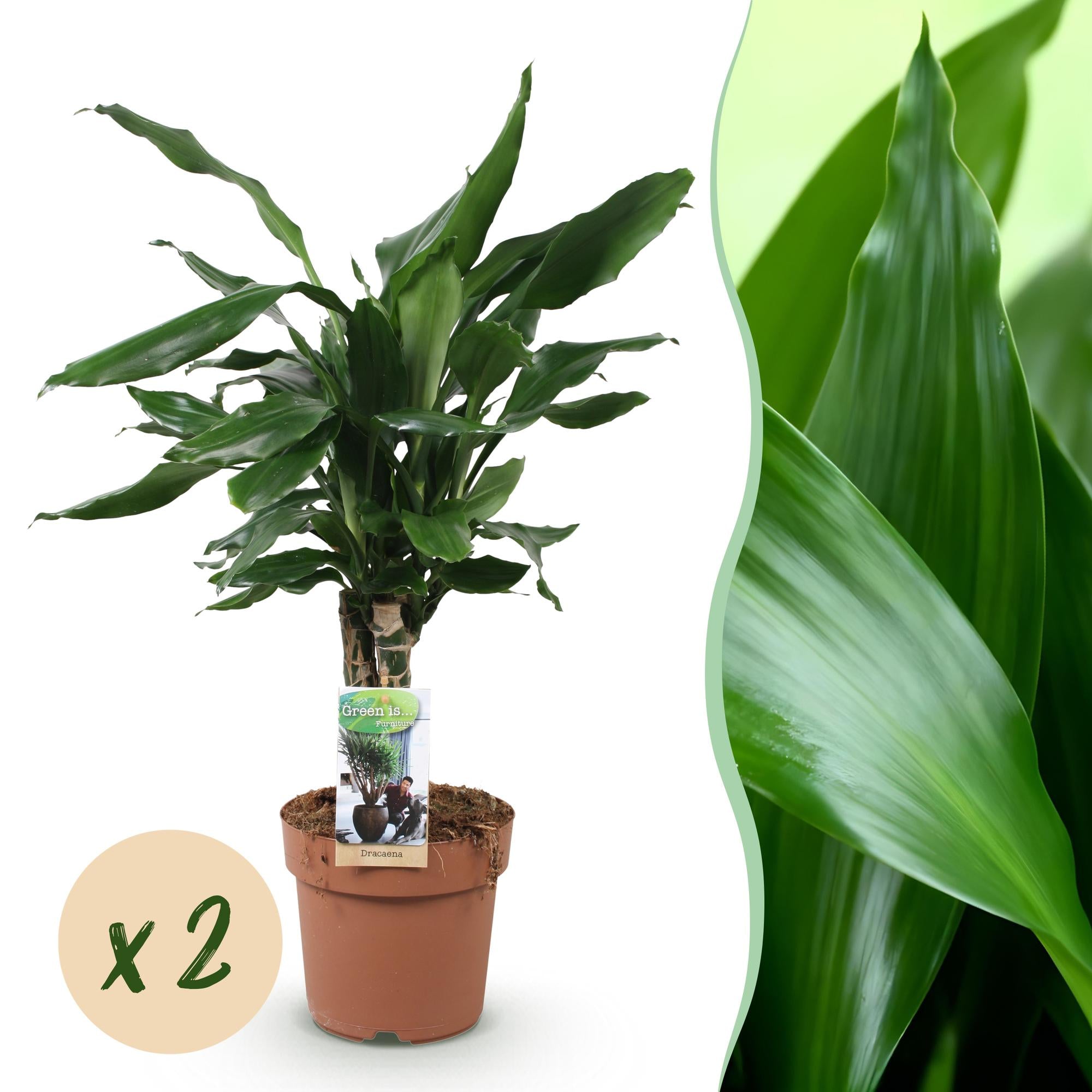 Green is... Kamerplanten - Dracaena fragrans Steudneri - Drakenbloedboom - Weinig onderhoud - Groen - 2 Planten - Pot 17cm - Hoogte 50-55cm
