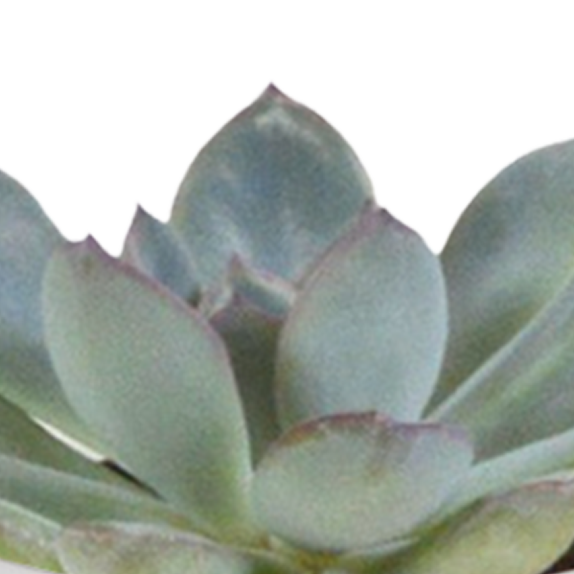 Cactus en vetplanten mix 5.5 cm | 15 stuks - in witte pot