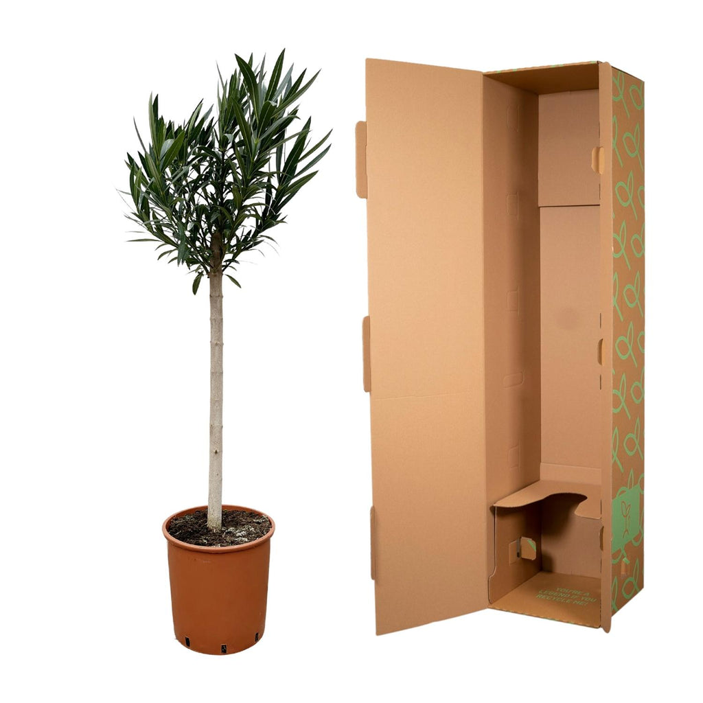 Nerium Oleander op stam met witte bloem - 170cm - Ø30