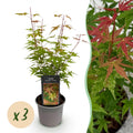 Tuinplant - Acer palmatum Phoenix - Roze - 3 Planten - Bladverliezend - Weinig Onderhoud - Pot 12cm Hoogte 35cm