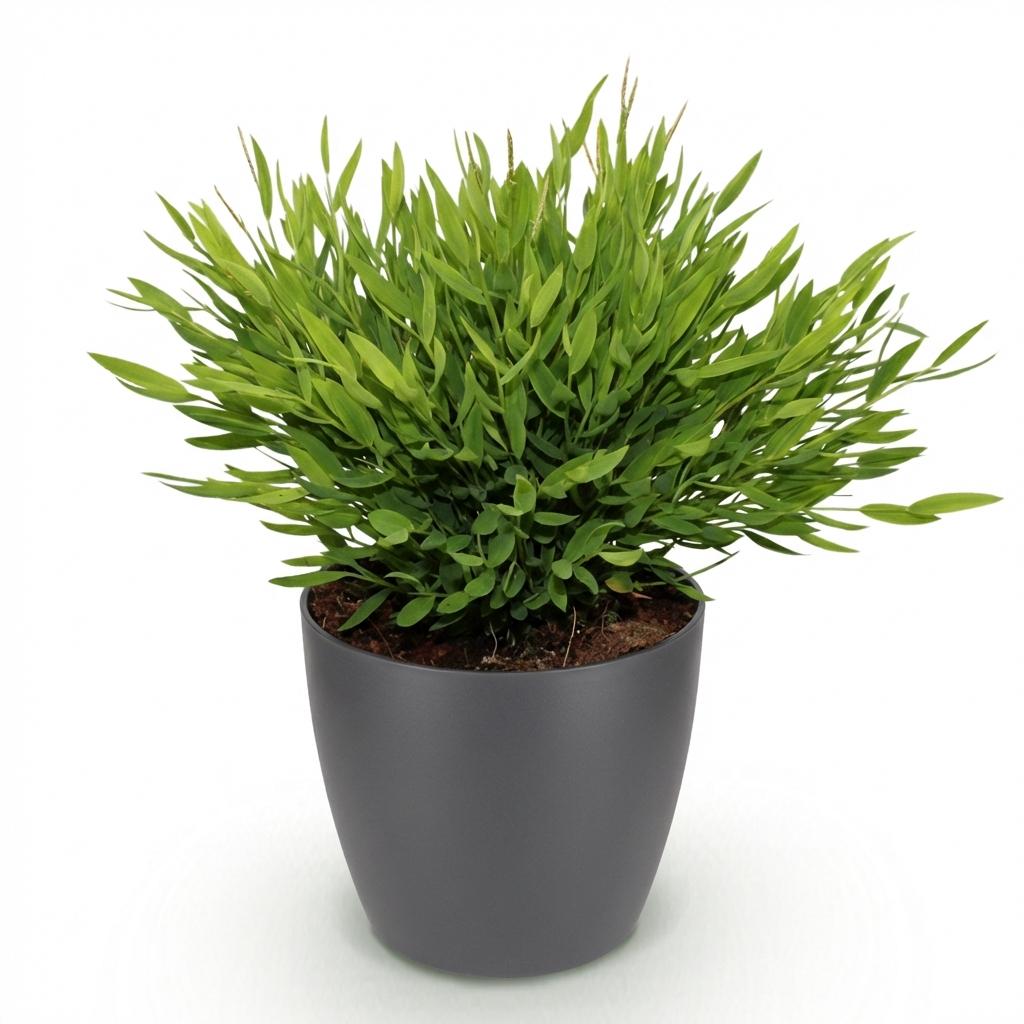 Kamerplant - Bamusa Pogonatherum Monica - Bamboegras - Huisdiervriendelijke Plant - Groen - 1 Plant - met Potter Grijs - Pot 12cm - Hoogte 20cm
