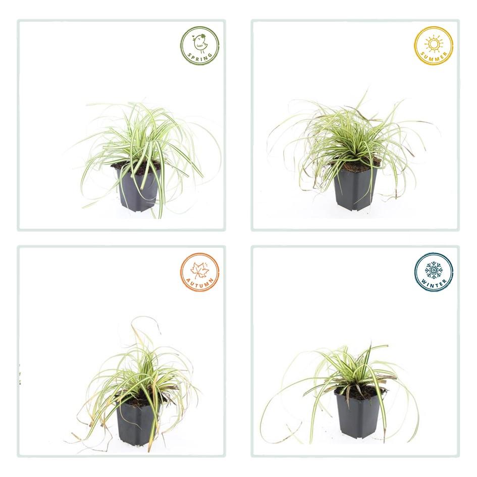 24x Carex oshim. 'Evergold'  - ↕10-25cm - Ø9cm