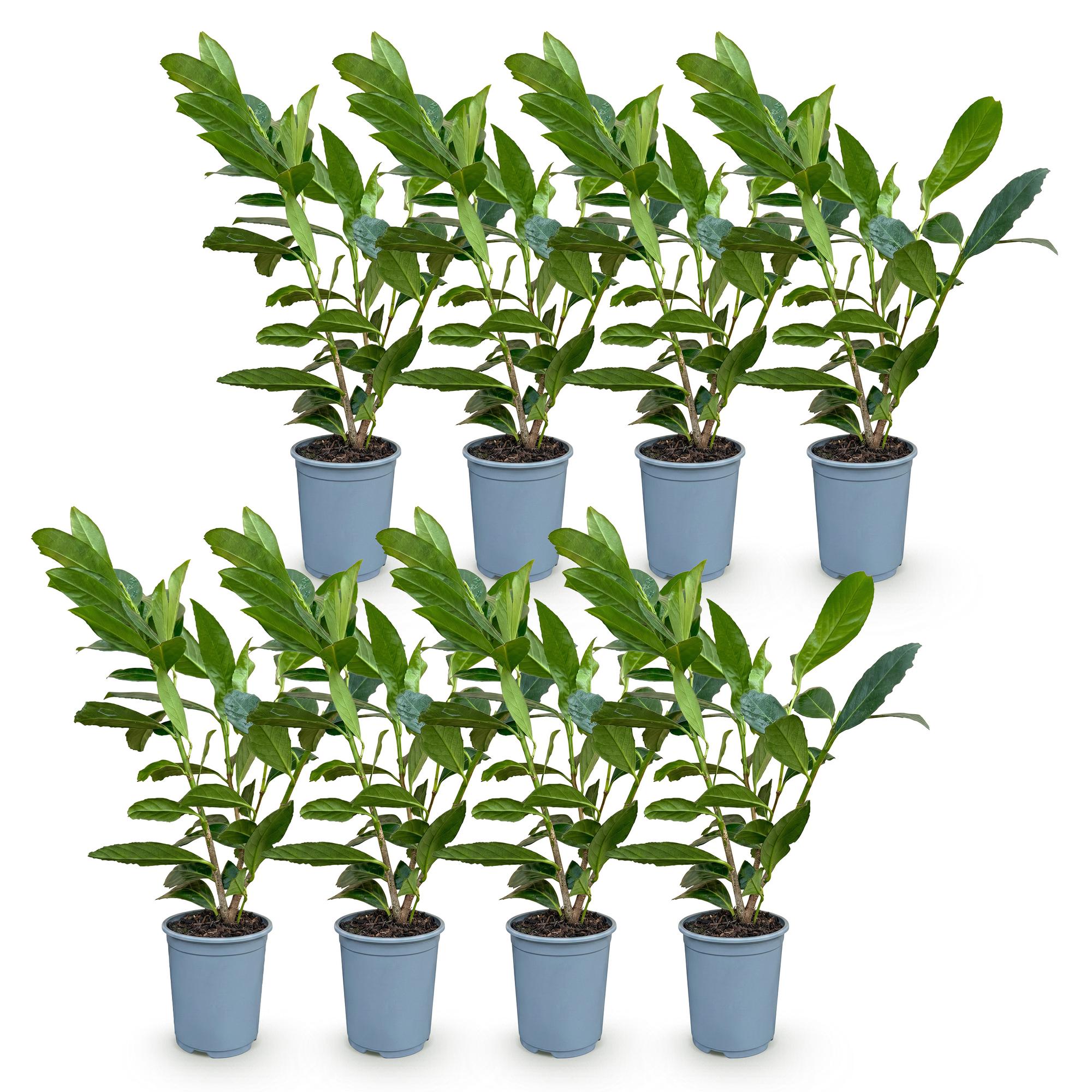 8x Prunus laur. Caucasica - Laurierkers - Haagplanten - Groenblijvend - Groen - Pot 9cm - Hoogte 25-35cm