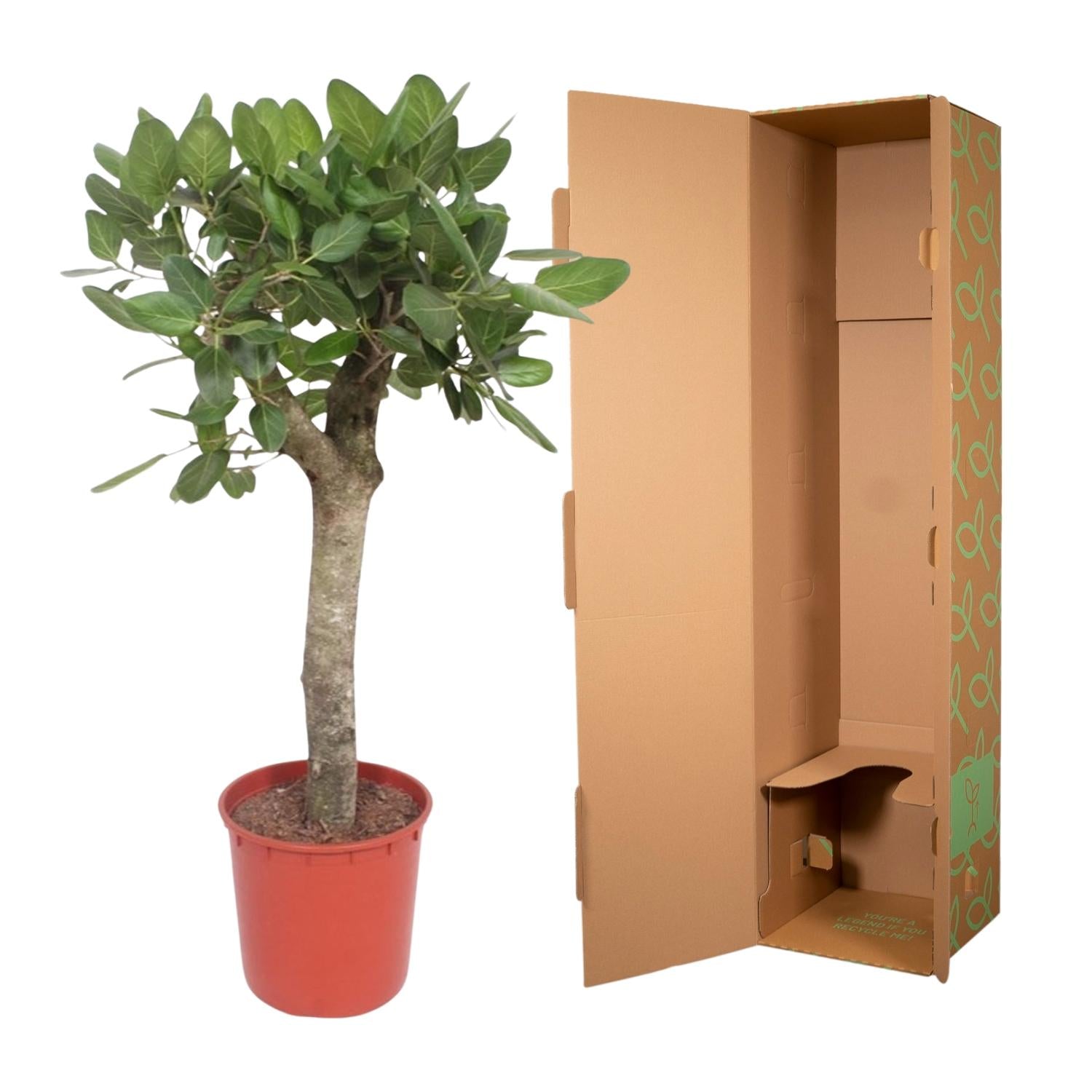 Ficus Benghalensis boom - 150 cm - ø30