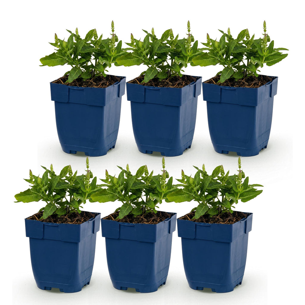 Vasteplant - Salvia Tricolour - Salie - Geurend - Paars - Roze - Wit - 6 Planten - Pot 11cm - Hoogte 15-25cm