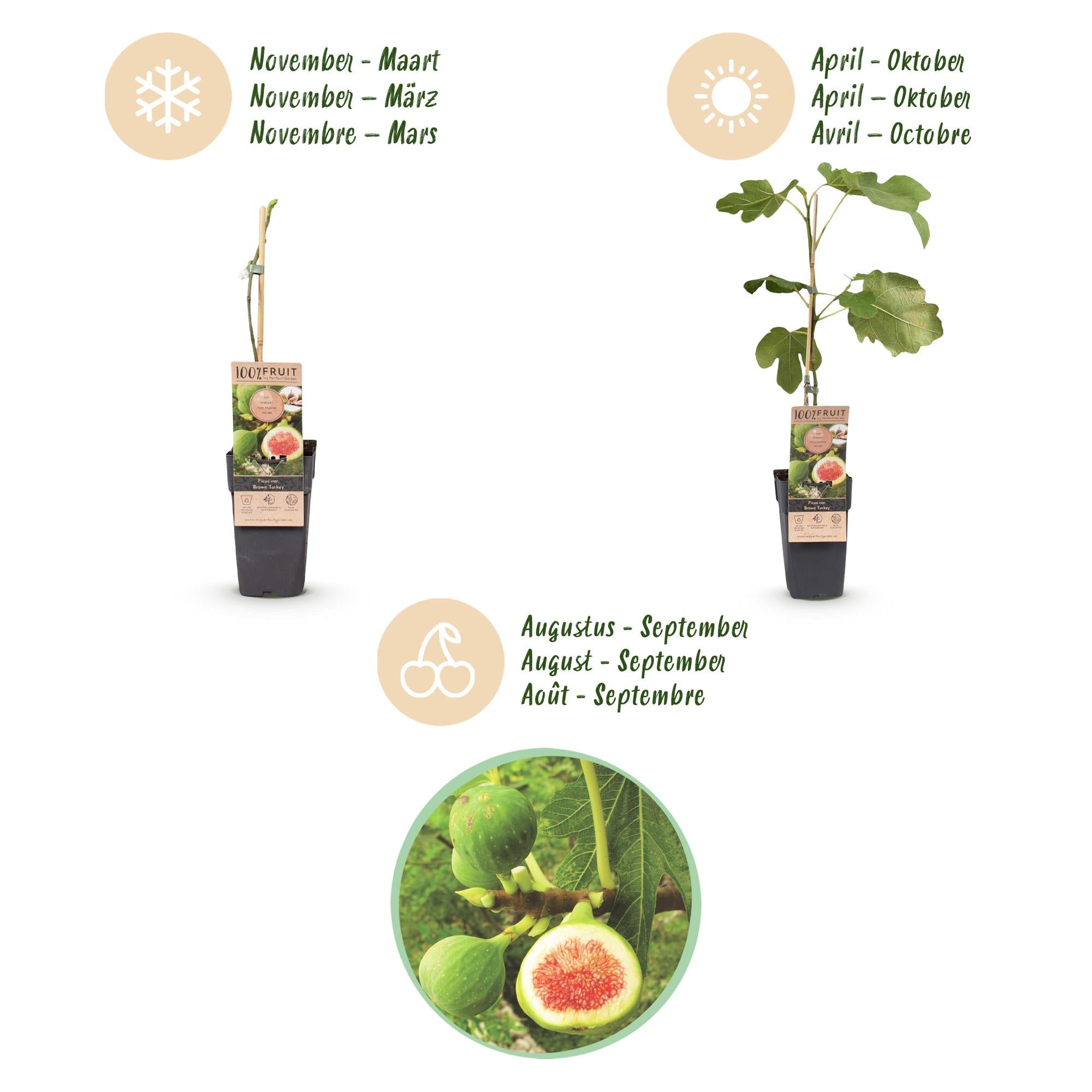 Fruitplant - Ficus carica Brown Turkey - Vijgenboom - Winterhard - Groen - Paarse Vrucht - 2 Planten - Pot 15cm - Hoogte 50cm