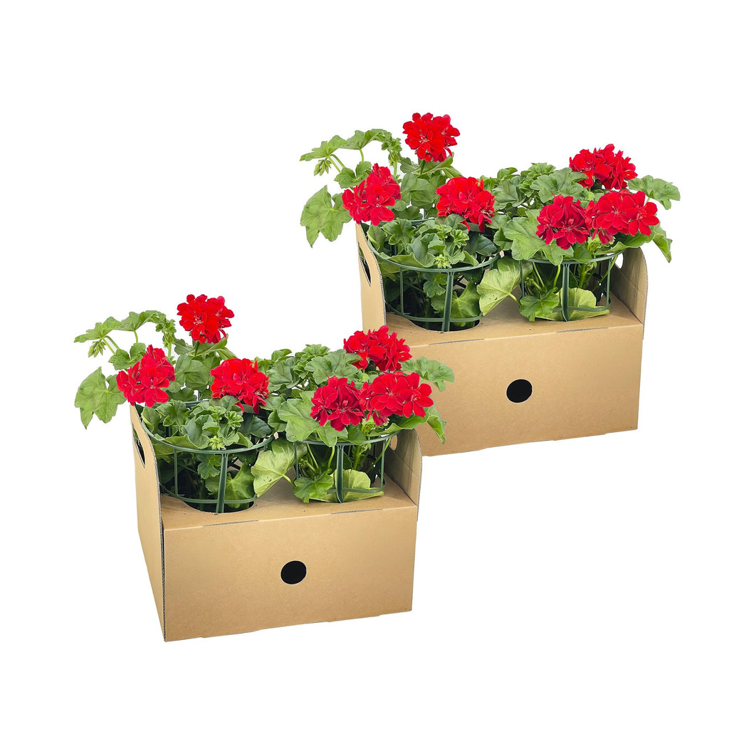8x Pelargonium Peltatum Rot Ø12 cm - ↕20 cm