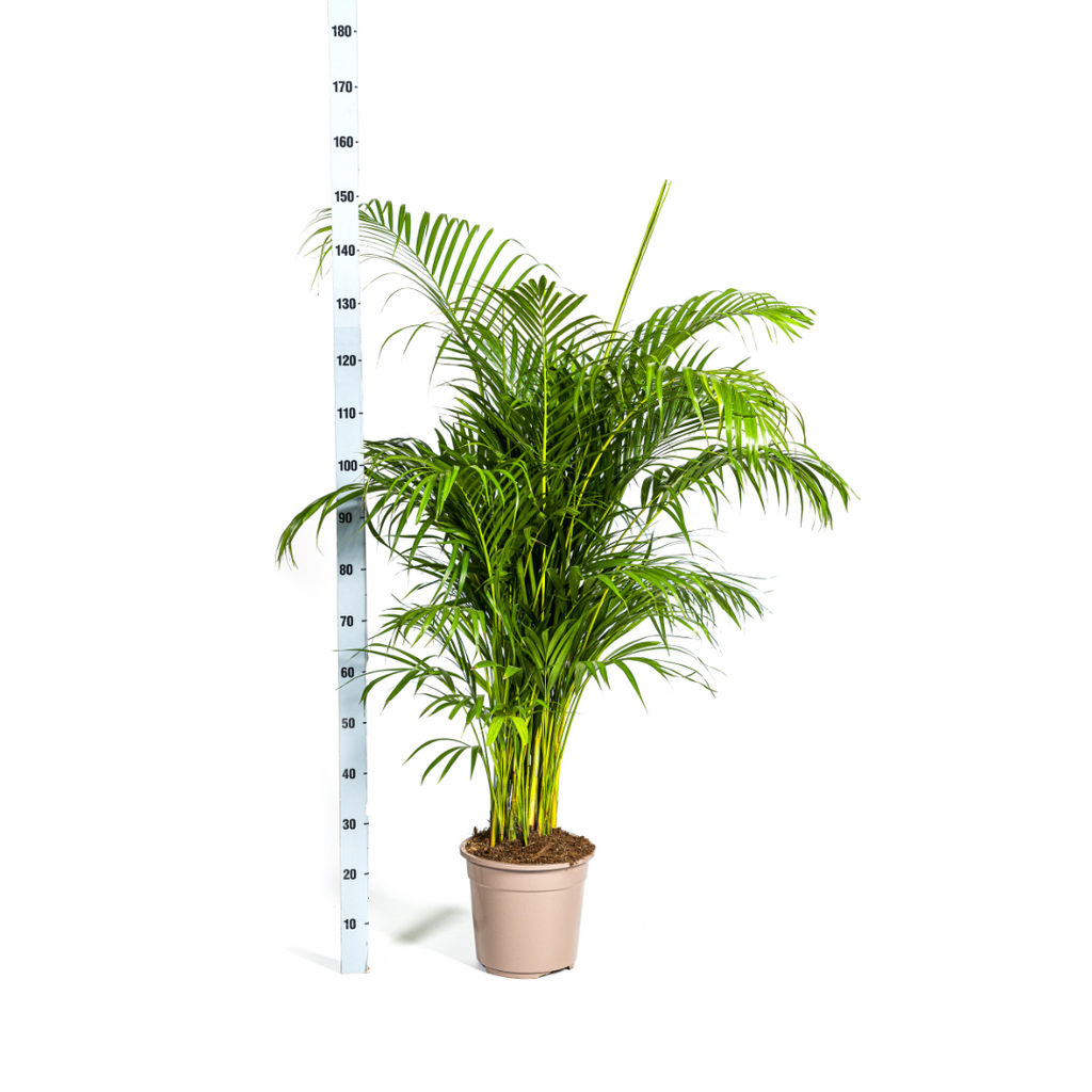 Dypsis Areca lutescens Ø27cm - ↕150 - 170cm