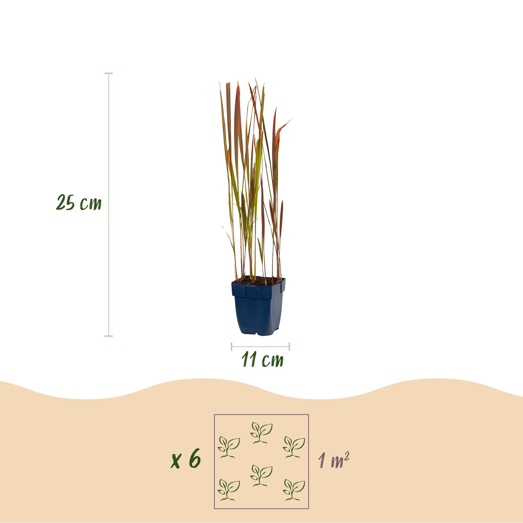 Grassen - Imperata cylindrica Red Baron - Japans bloedgras - Rode uitlopers - Rood - 24 Planten - Pot 11cm - Hoogte 15-25cm