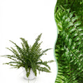 Kamerplant - Nephrolepsis exaltata Green Lady - Varen - Huisdiervriendelijke Plant - Groen - 1 Plant - met Potter Wit - Pot 12cm - Hoogte 25cm