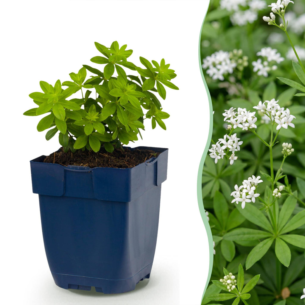 Vasteplant - Galium odoratum - Walstro - Bodembedekkend - Wit - 6 Planten - Pot 11cm - Hoogte 15-25cm