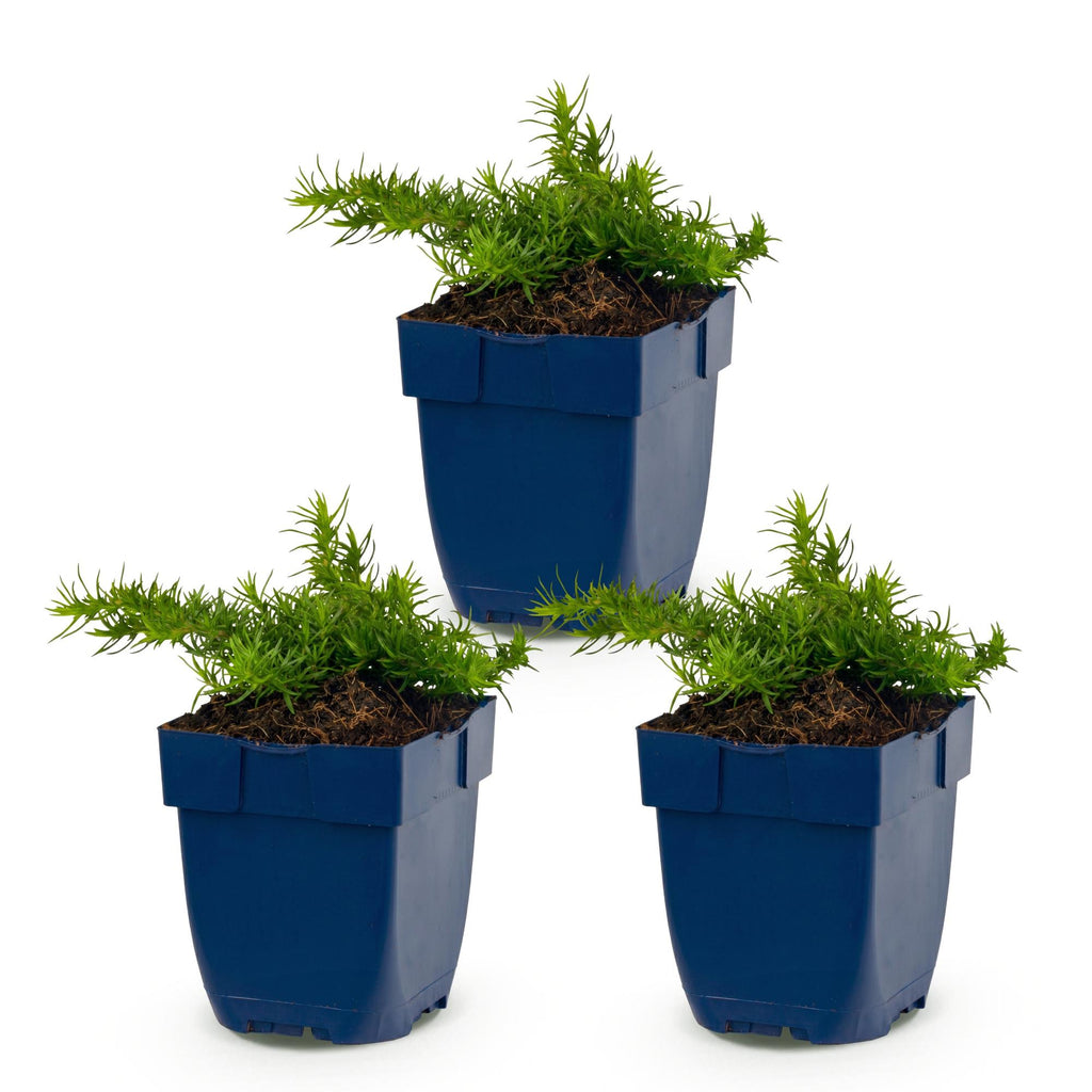 Vasteplant - Phlox Maischnee - Vlambloem - Bodembedekkend - Wit - 3 Planten - Pot 11cm - Hoogte 15-25cm