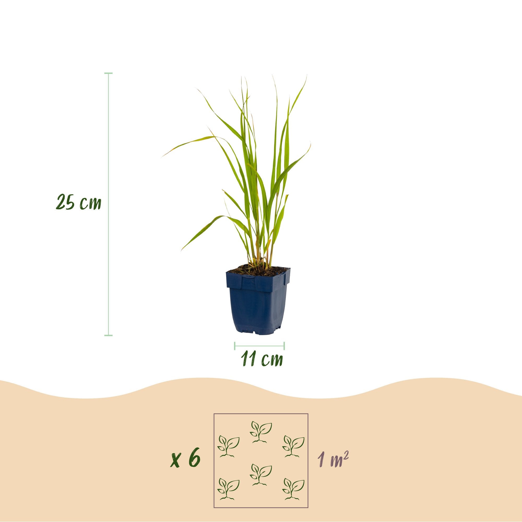 Grassen - Molinia caer. Heidebraut - Pijpestrootje - Met Pluim - Groen - 6 Planten - Pot 11cm - Hoogte 15-25cm