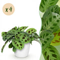 Kamerplant - Maranta Fascinator Kerchoveana - Zebraplant - Huisdiervriendelijke Plant - Groen - 4 Planten - met Potter Wit - Pot 12cm - Hoogte 25cm