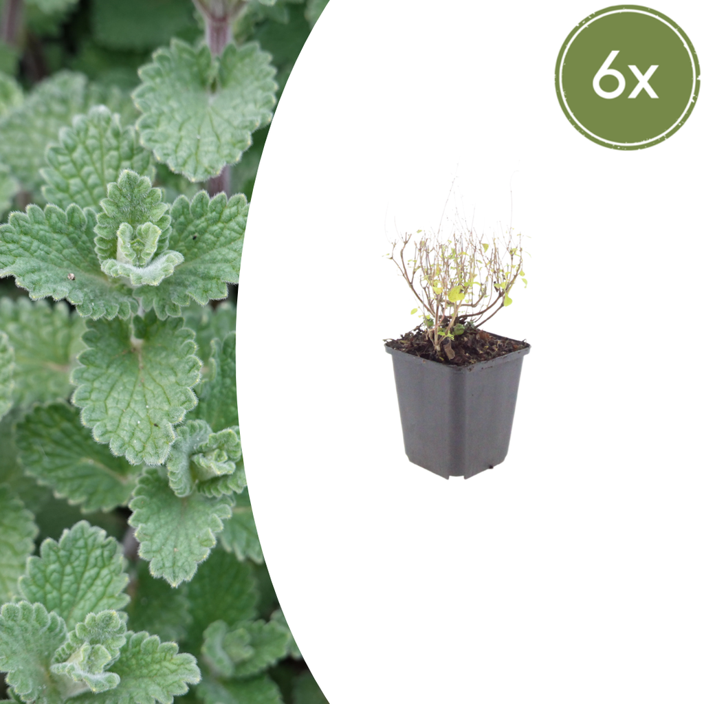 6x Calamintha n. nepeta - ↕10-25cm - Ø9cm