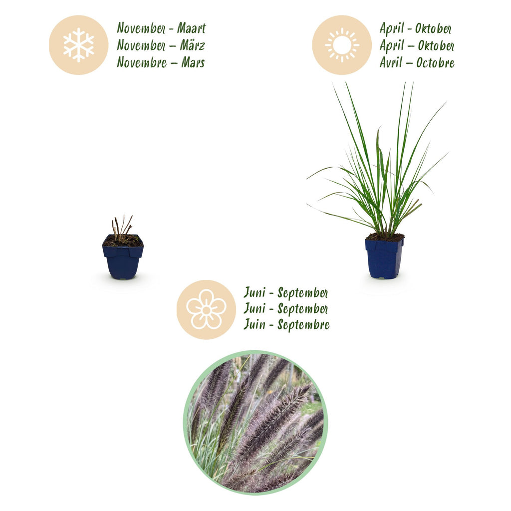 Grassen - Pennisetum alop. Black Beauty - Lampenpoetsergras - Met Pluim - Groen - 12 Planten - Pot 11cm - Hoogte 15-25cm