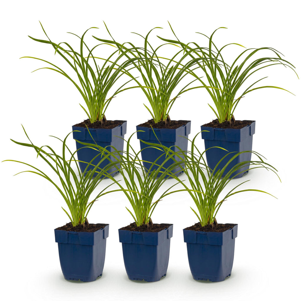 Vasteplant - Hemerocallis Stella d'Oro - Daglelie - Bijen en Vlinderlokkers - Geel - 6 Planten - Pot 11cm - Hoogte 15-25cm