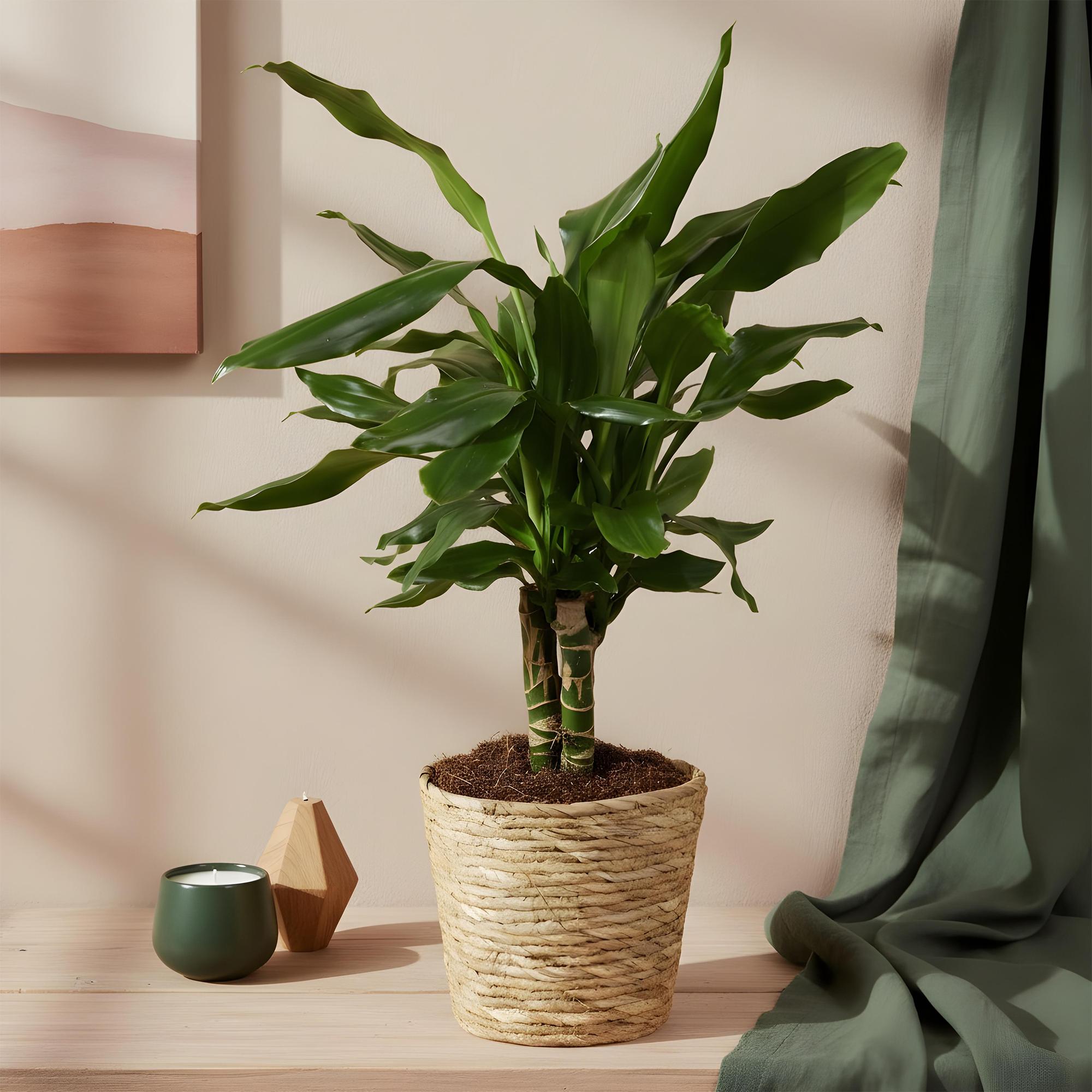 Green is... Kamerplanten - Dracaena fragrans Steudneri - Drakenbloedboom - Weinig onderhoud - Groen - 2 Planten - Pot 17cm - Hoogte 50-55cm