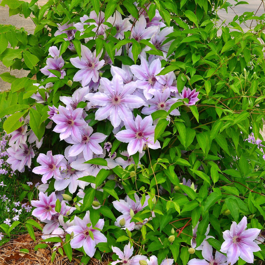 Klimplant - Clematis Nelly Moser - Bloem Roze - Weinig onderhoud -2 planten -  Pot 11cm Hoogte 40cm