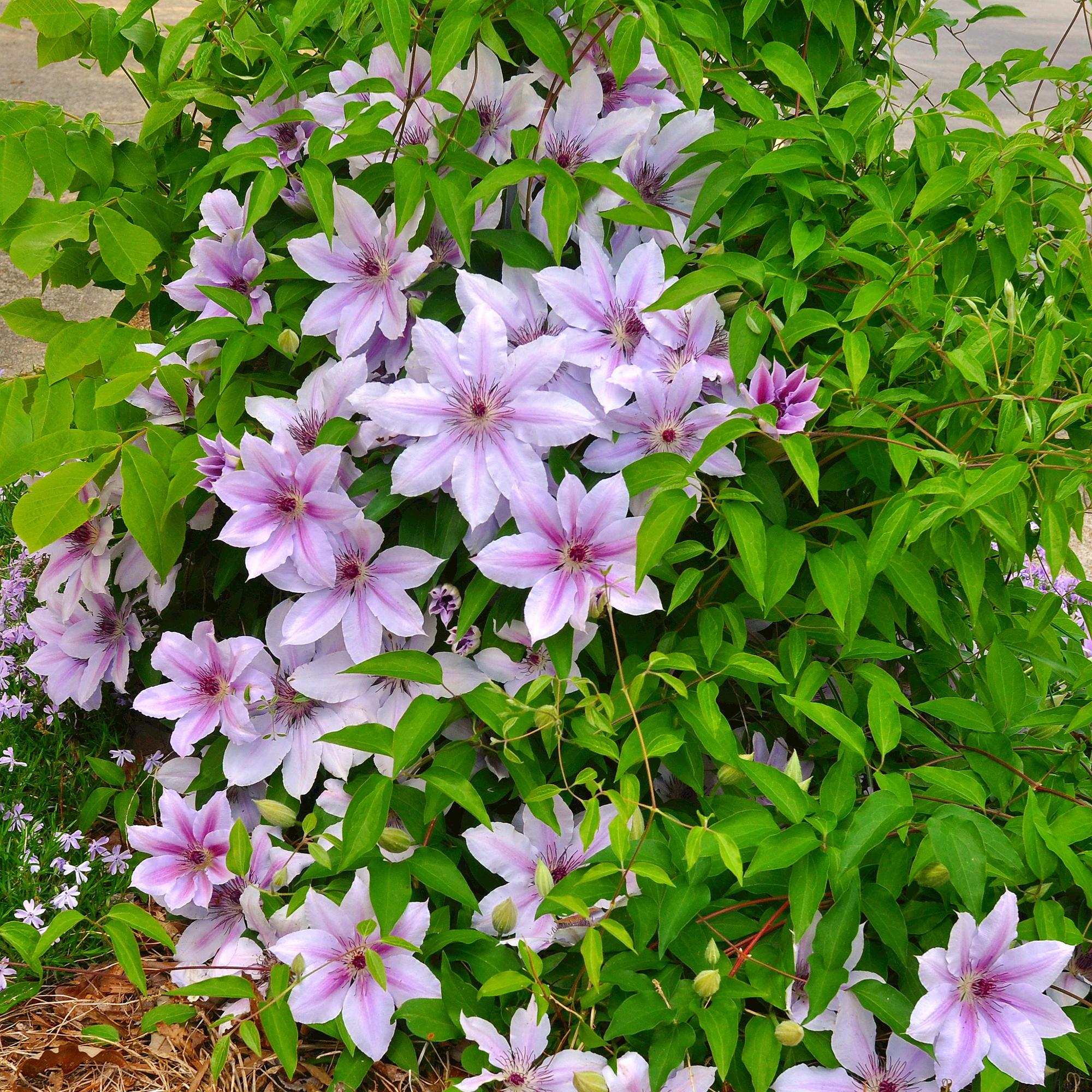 Klimplant - Clematis Nelly Moser - Bloem Roze - Weinig onderhoud -2 planten -  Pot 11cm Hoogte 40cm
