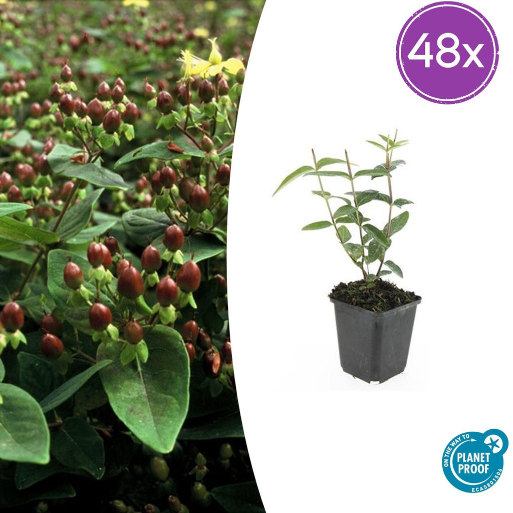 48x Hypericum inodorum - ↕10-25cm - Ø9cm
