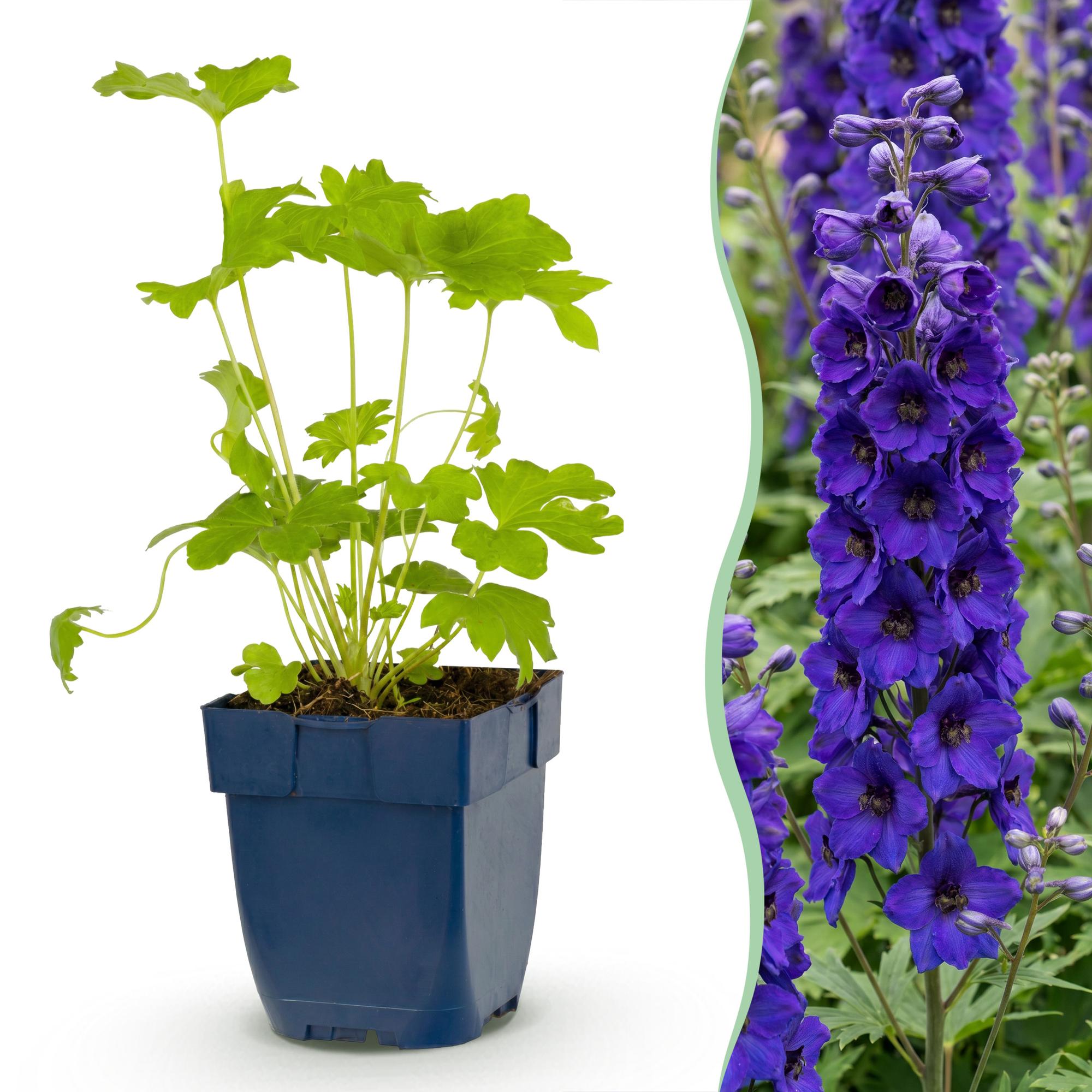 Vasteplant - Delphinium (P) Black Knight - Ridderspoor - Bijen en Vlinderlokkers - Paars - 12 Planten - Pot 11cm - Hoogte 15-25cm