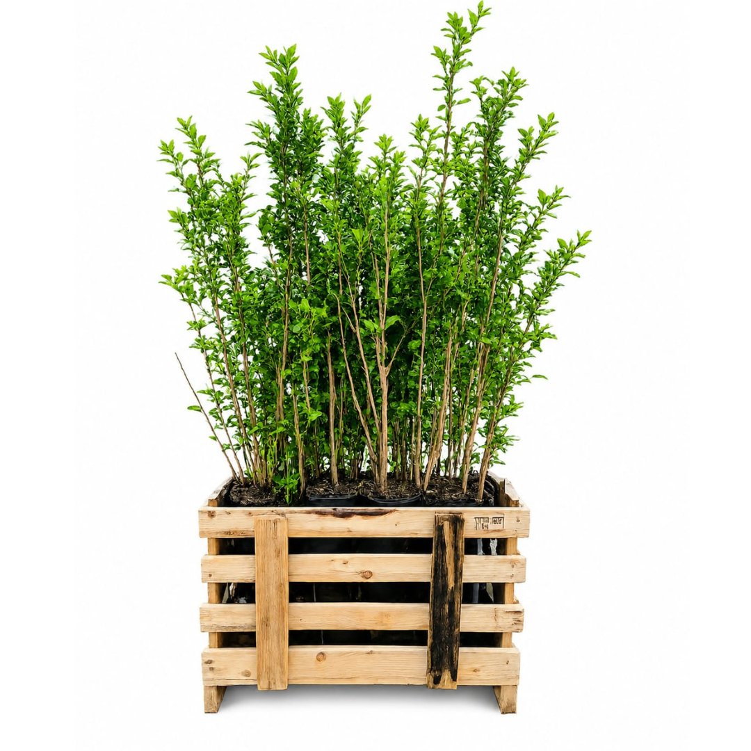 Palletdeal Haagplanten:  50 Ligustrum Ovalifolium ↕ 80-100 - Ø 19cm | Mini Pallet