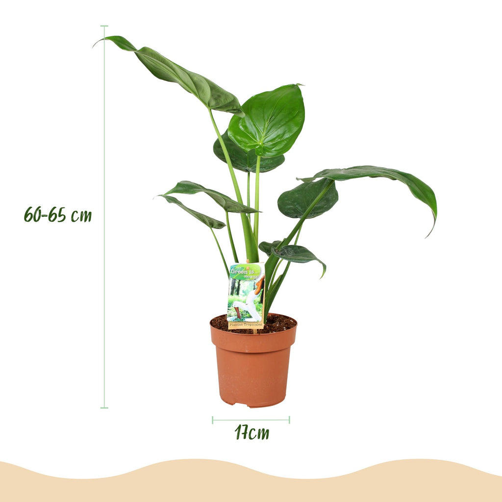 Green is... Kamerplanten - Alocasia Cucullata - Boeddha,s hand - Weinig onderhoud - Groen - 1 Plant - Pot 17cm - Hoogte 60-65cm